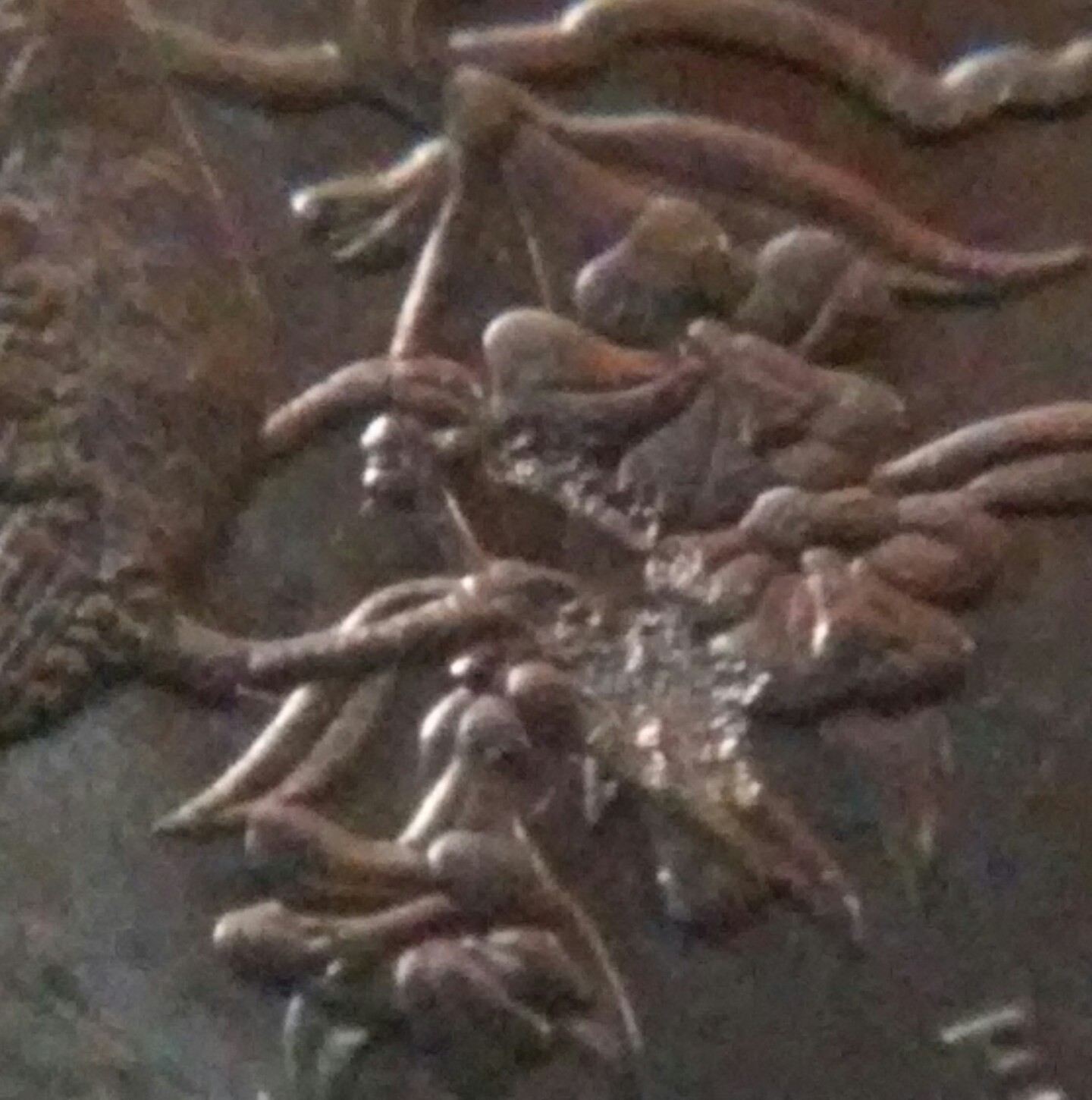 2000-P-South-Carolina
